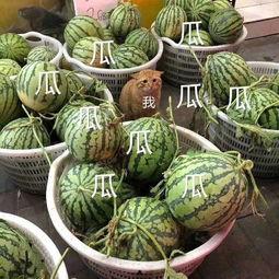 小洋娱乐吃瓜,揭秘娱乐圈最新吃瓜事件